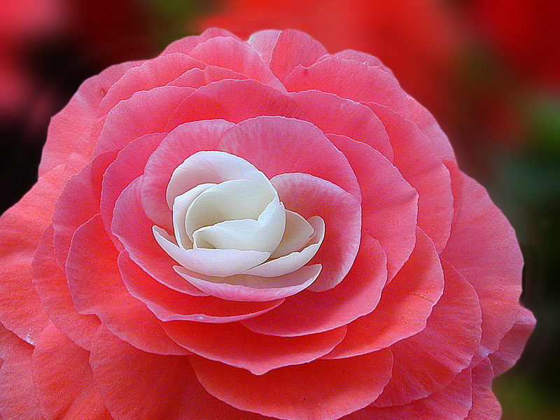 Blume 2949_Bildgröße ändern.jpg -           